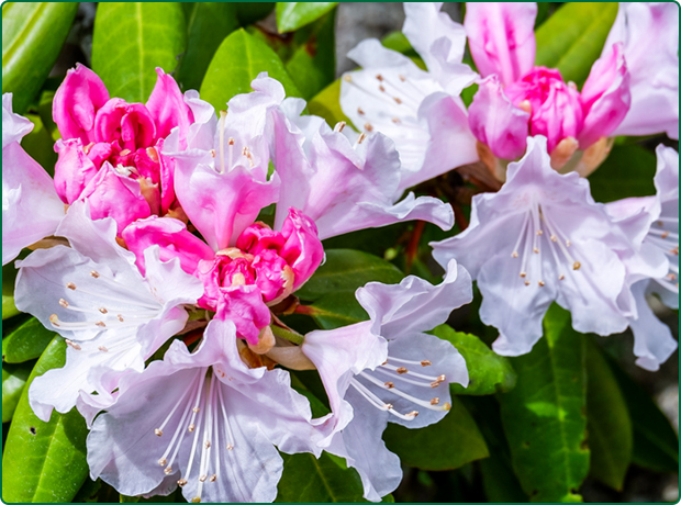 市の花：筑紫シャクナゲ